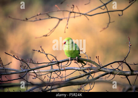 Rose-ringed parakeet or ring-necked parakeet (Psittacula krameri), adult on tree, Baden-Württemberg, Germany Stock Photo