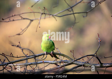 Rose-ringed parakeet or ring-necked parakeet (Psittacula krameri), adult on tree, Baden-Württemberg, Germany Stock Photo