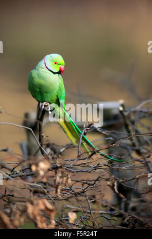 Rose-ringed parakeet or ring-necked parakeet (Psittacula krameri), adult on tree, Baden-Württemberg, Germany Stock Photo