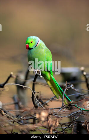 Rose-ringed parakeet or ring-necked parakeet (Psittacula krameri), adult on tree, Baden-Württemberg, Germany Stock Photo