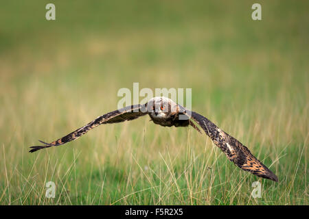 Eurasian eagle-owl (Bubo bubo) adult, flying over meadow, Pelm, Kasselburg, Eifel, Germany Stock Photo