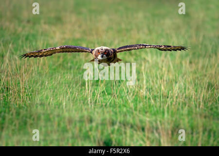 Eurasian eagle-owl (Bubo bubo) adult, flying over meadow, Pelm, Kasselburg, Eifel, Germany Stock Photo