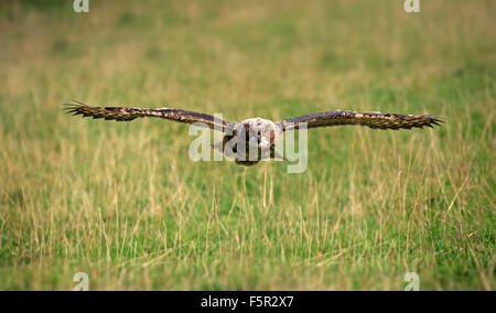 Eurasian eagle-owl (Bubo bubo) adult, flying over meadow, Pelm, Kasselburg, Eifel, Germany Stock Photo