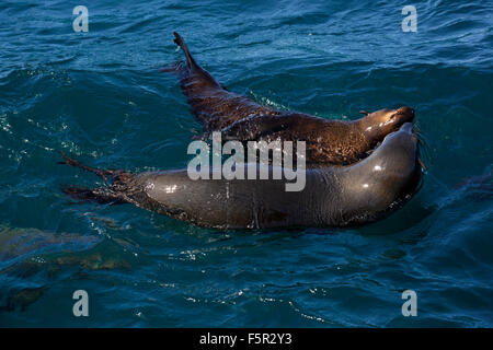 Brown fur seals (Arctocephalus pusillus) playing in water, Hout Bay, Cape Town, South Africa Stock Photo