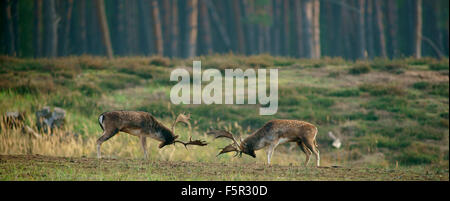 Fallow deer (Dama dama), ranking fights, bucks during the rut, Hesse, Germany Stock Photo