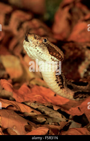 Timber rattlesnake, canebrake rattlesnake or banded rattlesnake (Crotalus horridus), flicking tongue, found in North America Stock Photo