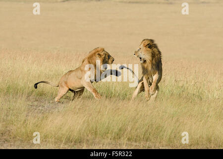 Two male lions (Panthera leo), son and father fighting for dominance, Masai Mara, Narok County, Kenya