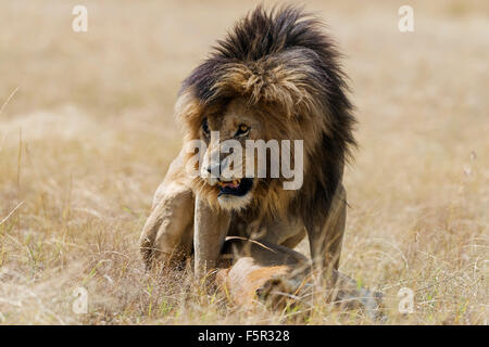 Lions (Panthera leo) mating, Masai Mara, Narok County, Kenya Stock Photo