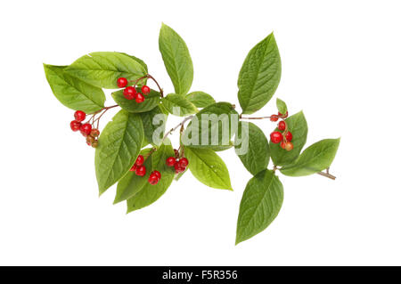 Cotoneaster berries and foliage isolated against white Stock Photo