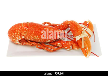 Cooked lobster on a rectangular plate isolated against white Stock Photo
