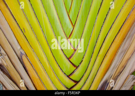 Closeup of a fan palm frond in the Caribbean, showing pattern and detail. Stock Photo
