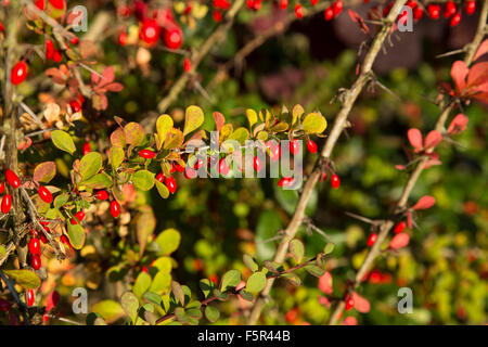 Autumn Barberry Edible red berries and thorns Stock Photo