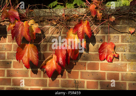 Virginia Creepers growing against a brick wall Stock Photo