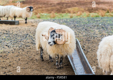 Scottish blackface sheep Isle of Skye Scotland Stock Photo