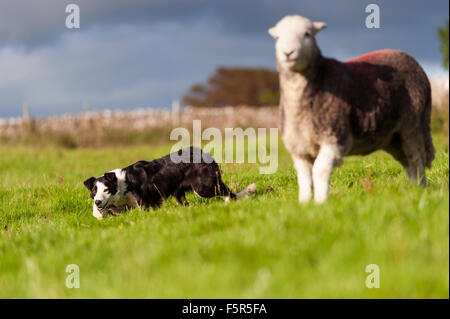 Border collie sheepdog working a herdwick ewe.