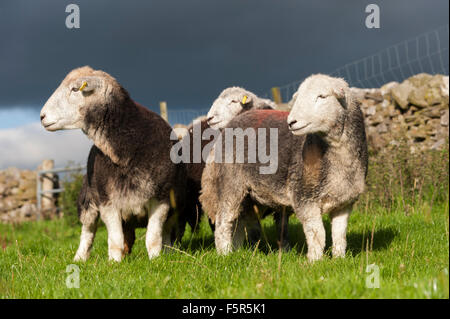 Herdwick ewes and lambs on pasture, Cumbria, UK Stock Photo