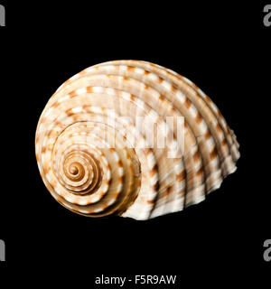 Spiral sea shell on a black background Stock Photo