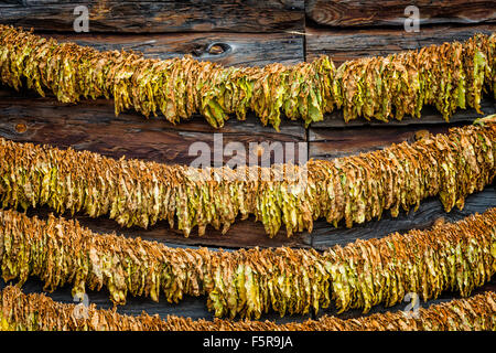 Classical way of drying tobacco Stock Photo