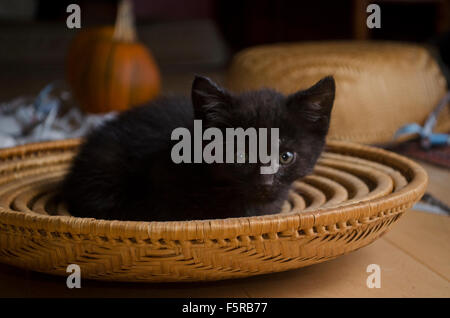 Still life with kitten: Black foster kitten sitting in basket, fall Maine, USA Stock Photo