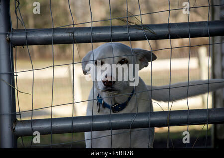'Let me out'. White dog looking through wire fence, USA Stock Photo
