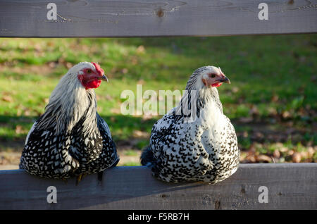 Two Silver Laced Wyandotte chickens-- male and female -  perched on a fence, Yarmouth, Maine, USA Stock Photo