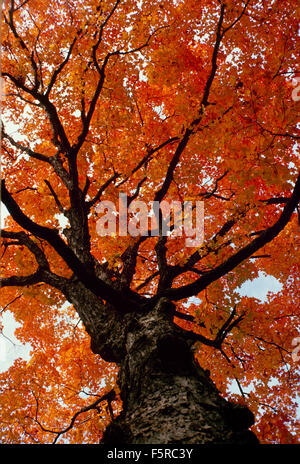 Looking up an ancient oak tree, Quercus alba species from below into stunning orange color, Missouri USA Stock Photo
