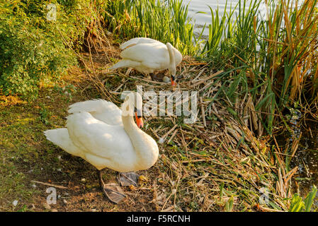 Nesting swan, Lost lagoon, Stanley Park, Vancouver, British Columbia, Canada