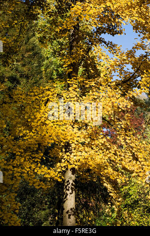 Ginkgo biloba tree  in Autumn. Stock Photo