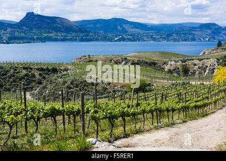 Vineyard at Okanagan Lake shore. Naramata, British Columbia, Canada. Stock Photo