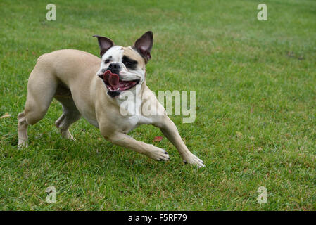 American Bulldog exercising in park Stock Photo