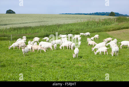 a flock of white goats standing on a pasture Stock Photo
