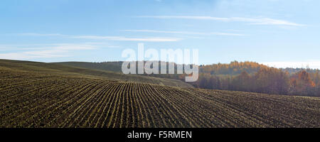 winter wheat on a field Stock Photo