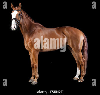 a brown horse with bridle against black background Stock Photo