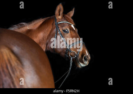 a brown horse with bridle against black background Stock Photo