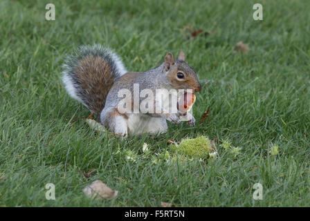 Grey Squirrel eating sweet chestnut on ground Stock Photo