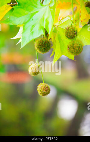 The fruit of Sycamore (P.Occidentalis) maple tree with balls that ripe in the fall. Stock Photo