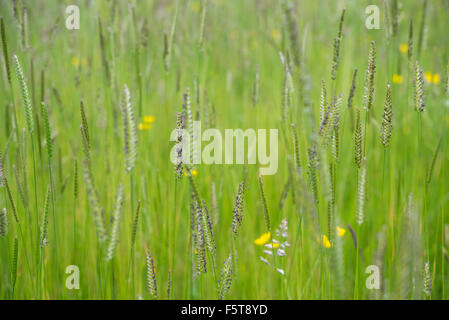 Cynosurus cristatus, Crested dogs-tail grass in a summer meadow in the English countryside. Stock Photo