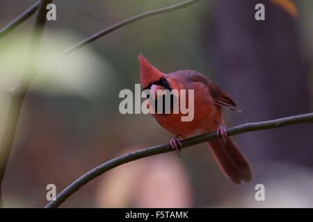 Northern Cardinal perched on a limb in Central Park New York Stock Photo