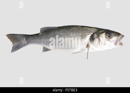 Isolated sea bass or sea fish.