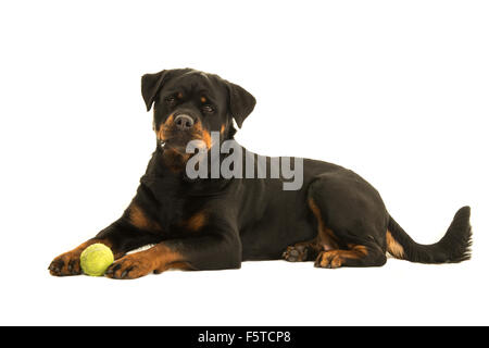 Lying down rottweiler dog with ball isolated on a white background Stock Photo