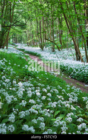 Wild Garlic in Robin Hood's Howl North York Moors, near Kirkybymoorside North Yorkshire Stock Photo