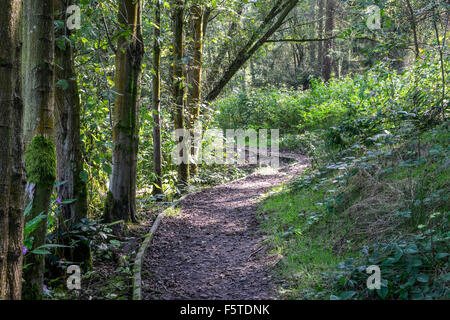 Woodland pathway leading through some trees with dappled light coming through the trees Stock Photo