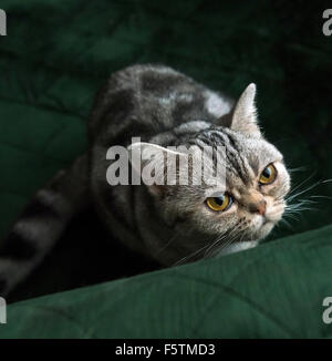 American Shorthair tabby cat sitting looking up at the camera Stock Photo