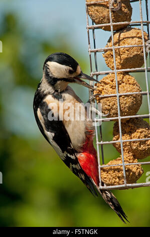 Female Great Spotted Woodpecker feeding on fat balls Stock Photo