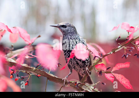 A european starling in a shrub, also known as the common starling or sturnus vulgaris. Stock Photo