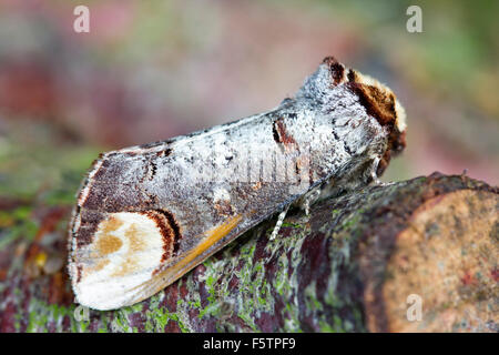 Buff-tip Moth resting on wood - Phalera bucephala Stock Photo