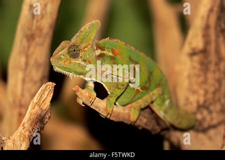 Veiled chameleon, also cone-head chameleon or Yemen chameleon (Chamaeleo calyptratus), adult male on tree Stock Photo