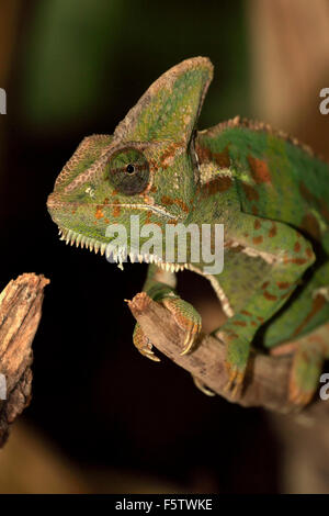 Veiled chameleon, also cone-head chameleon or Yemen chameleon (Chamaeleo calyptratus), adult male on tree Stock Photo