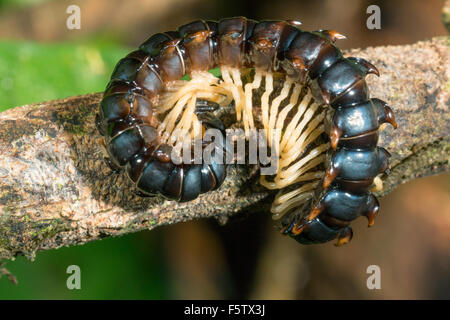 Flat-backed millipede (Polydesmidae) in the rainforest understory, Ecuador Stock Photo
