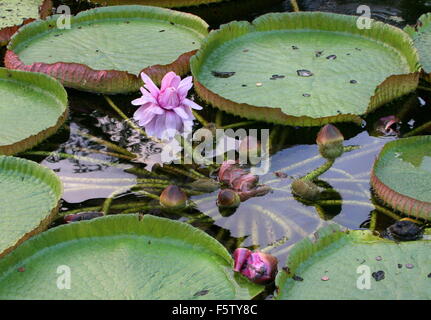 Flowering South American Queen Victoria's water lily a.k.a. Giant Amazon Water Lily (Victoria amazonica) Stock Photo